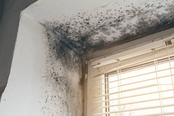 Affordable Crawl Space Mold Remediation solutions in Anna, TX
